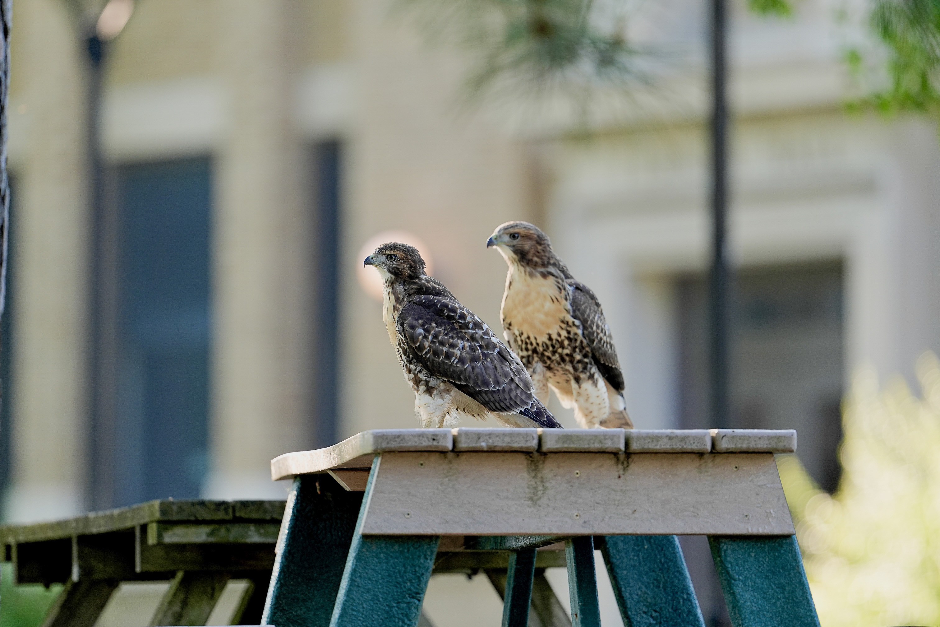 Red-tailed Hawks O1 and O2